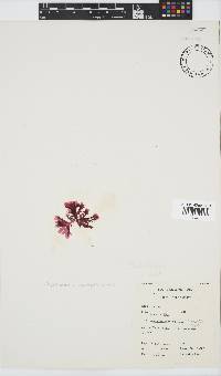Acrosorium acrospermum image