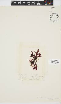 Acrosorium acrospermum image