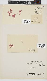 Acrosorium acrospermum image