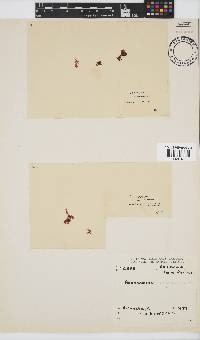 Acrosorium acrospermum image
