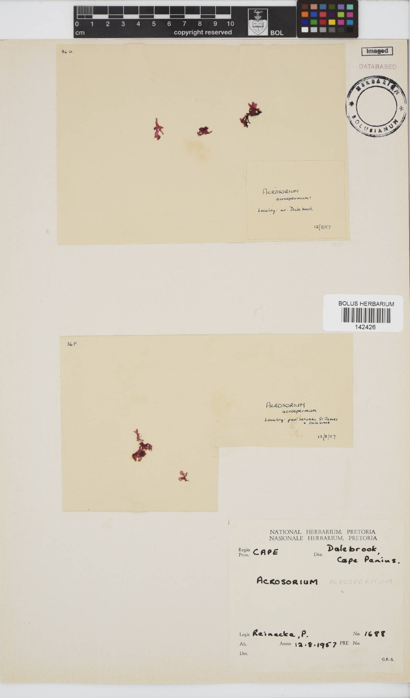 Acrosorium acrospermum image