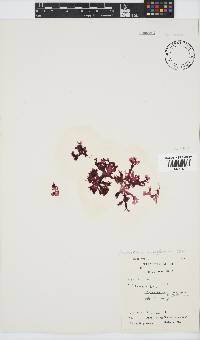 Acrosorium acrospermum image