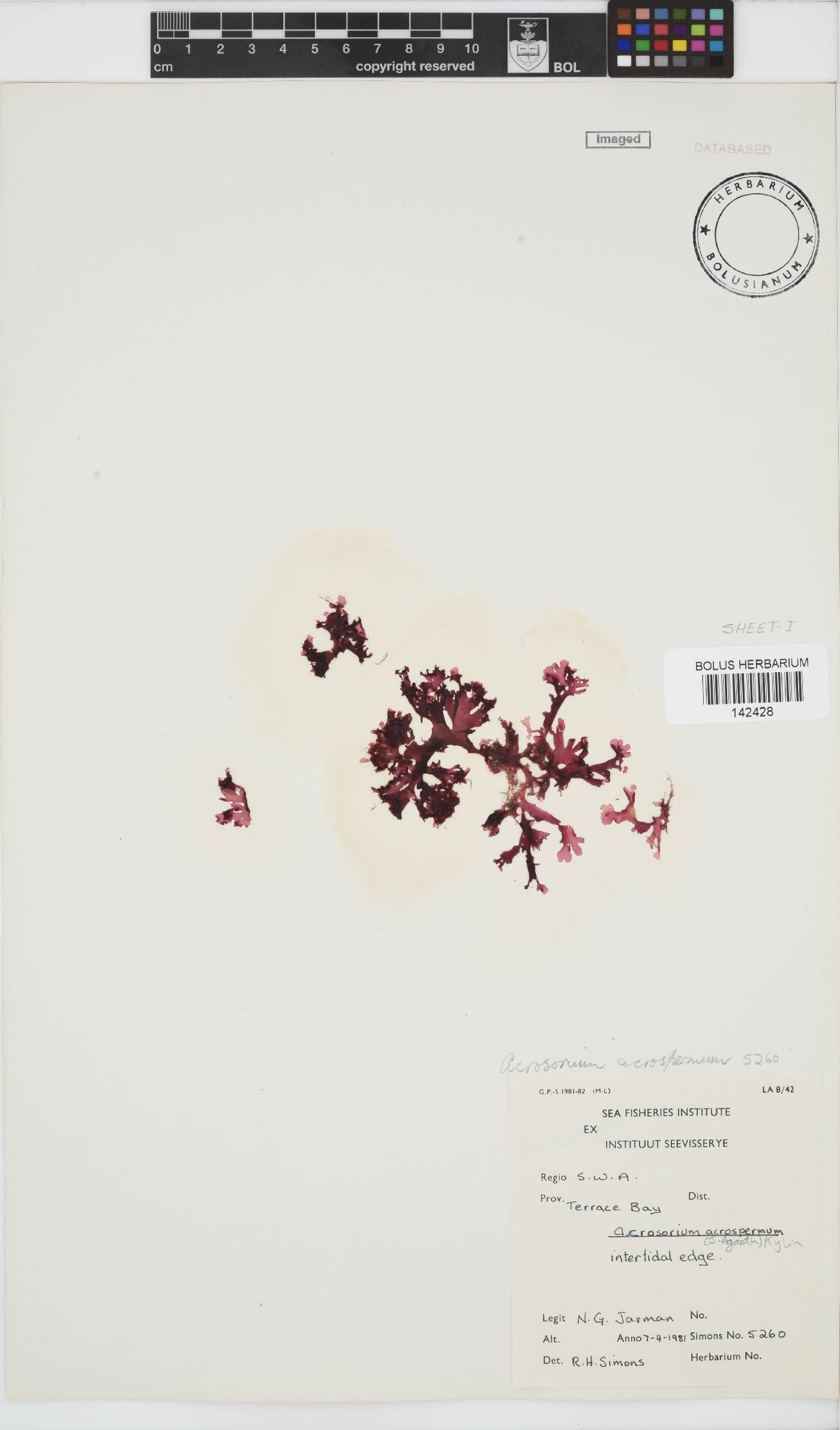 Acrosorium acrospermum image