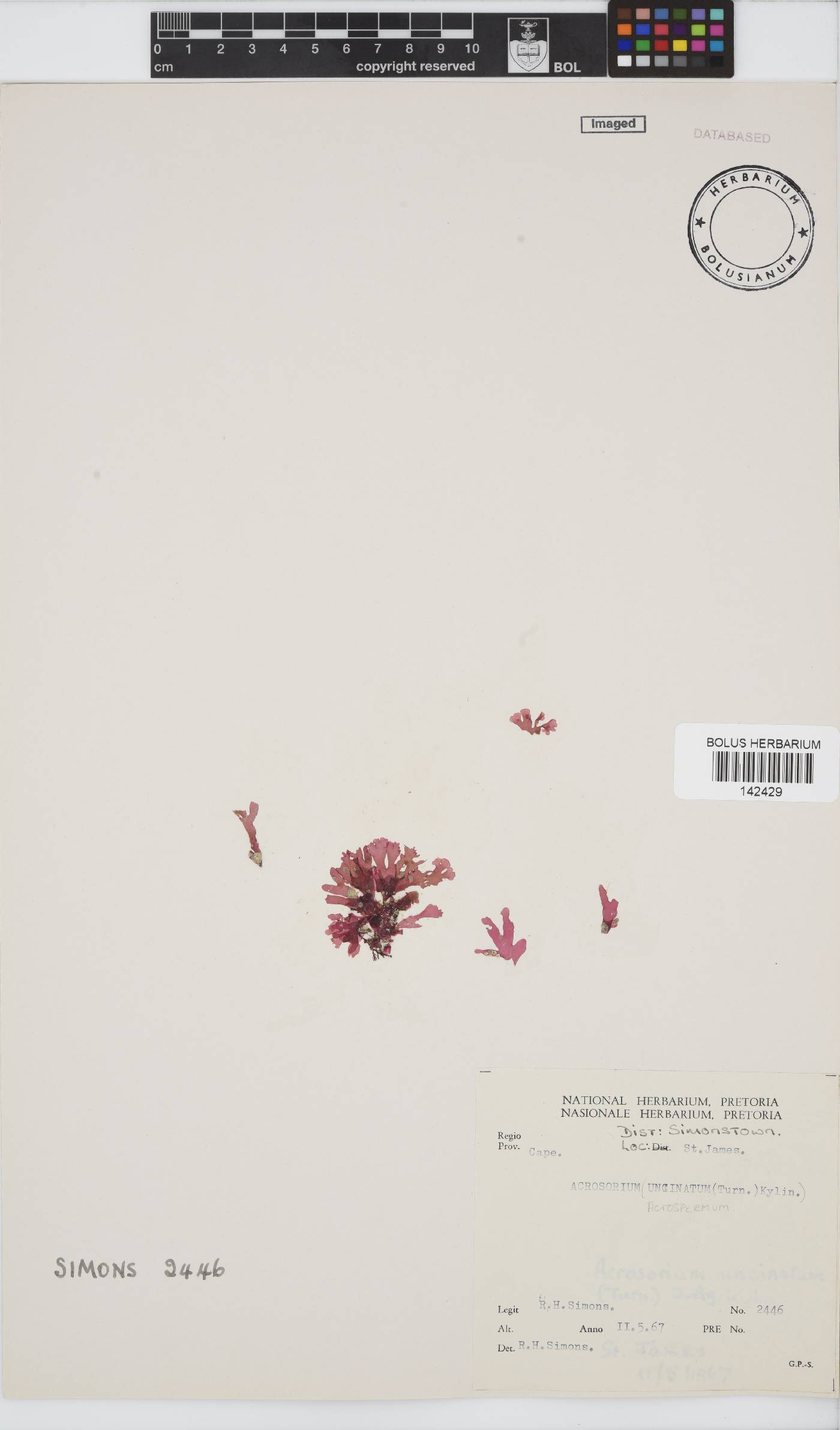 Acrosorium acrospermum image