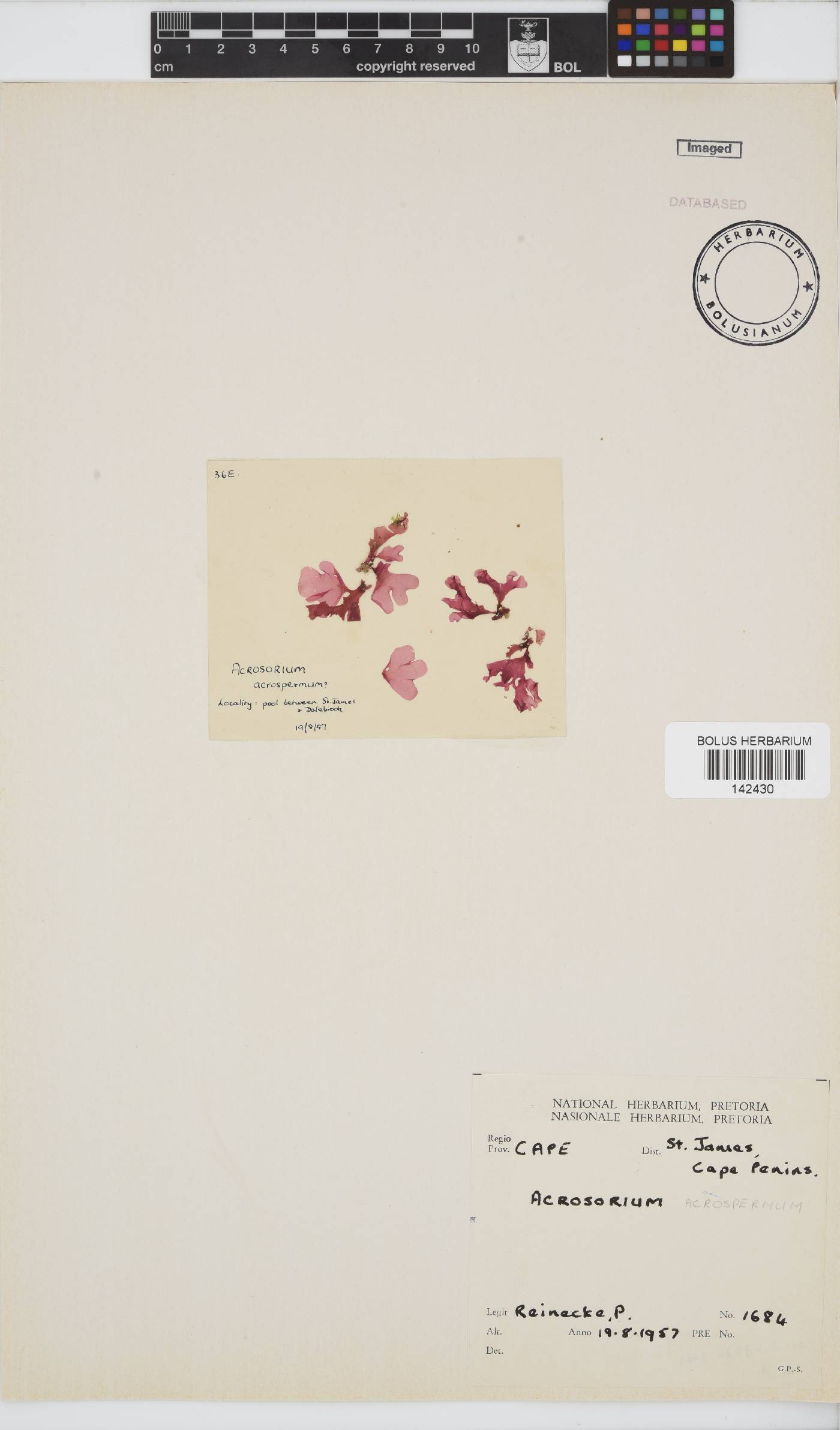 Acrosorium acrospermum image