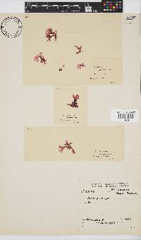 Acrosorium acrospermum image