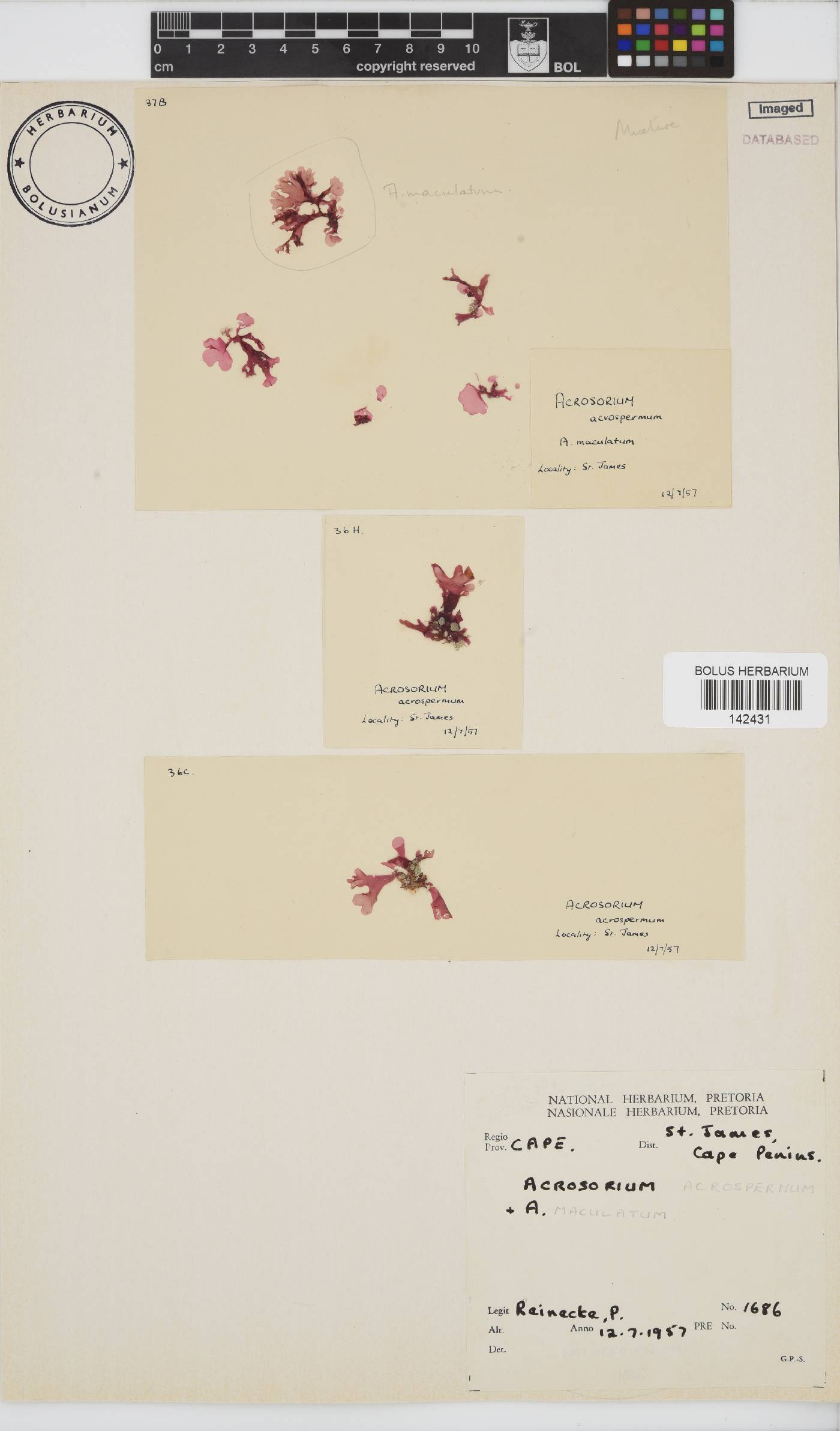 Acrosorium acrospermum image