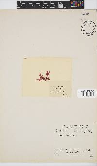 Acrosorium acrospermum image