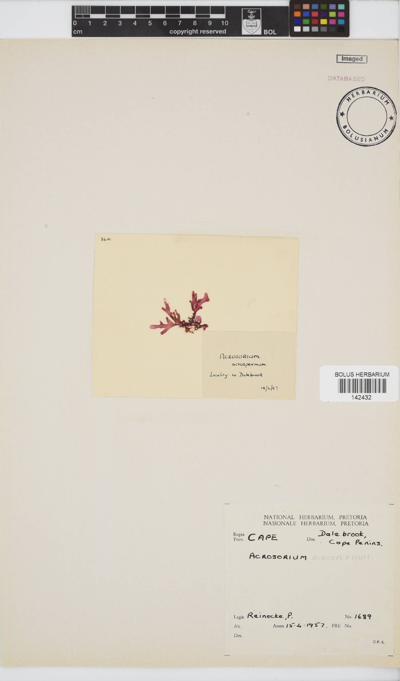 Acrosorium acrospermum image