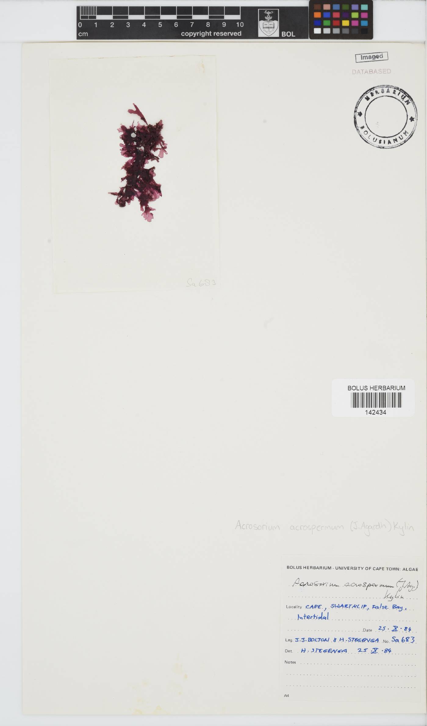 Acrosorium acrospermum image