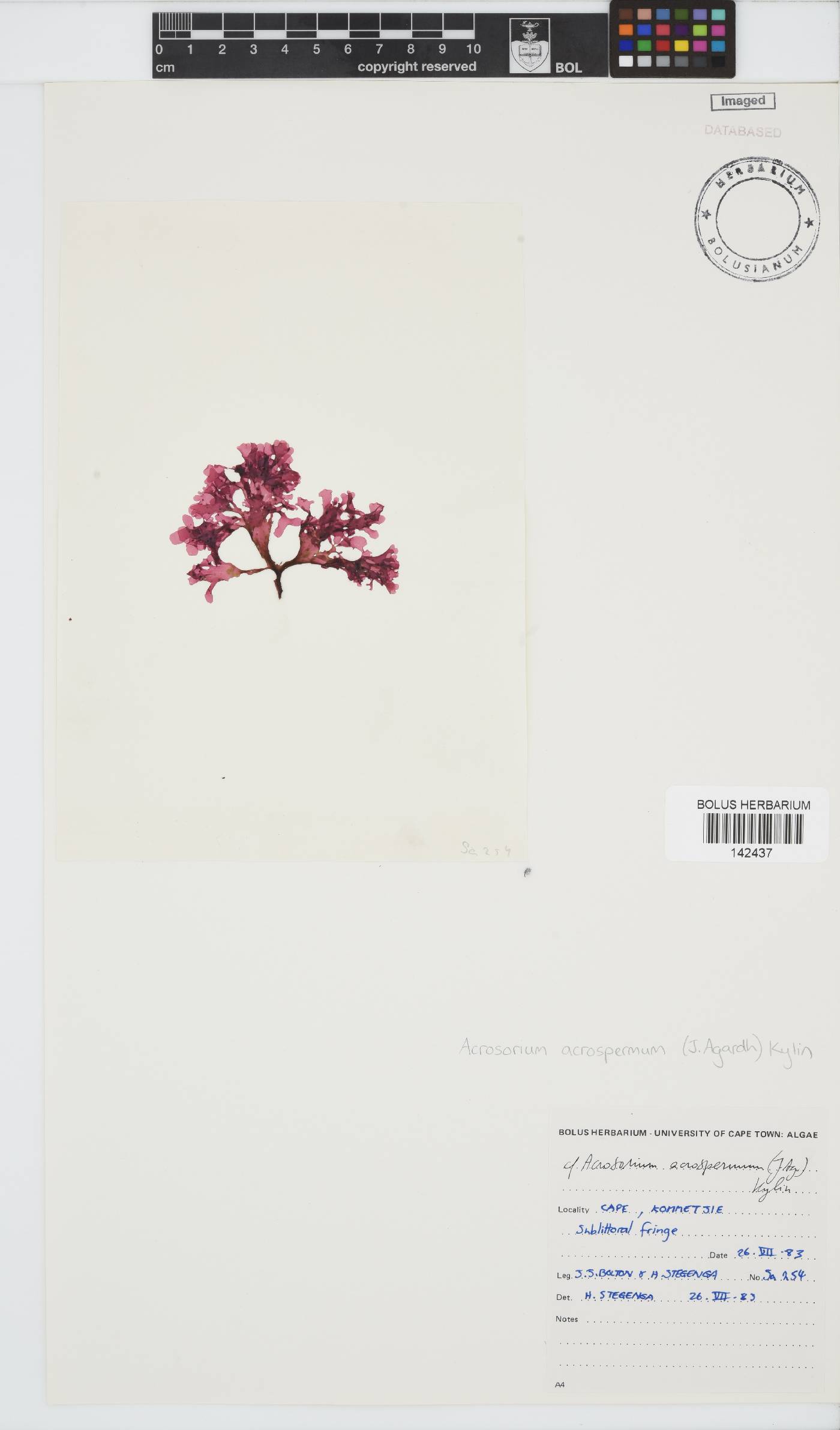 Acrosorium acrospermum image