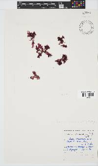 Acrosorium acrospermum image