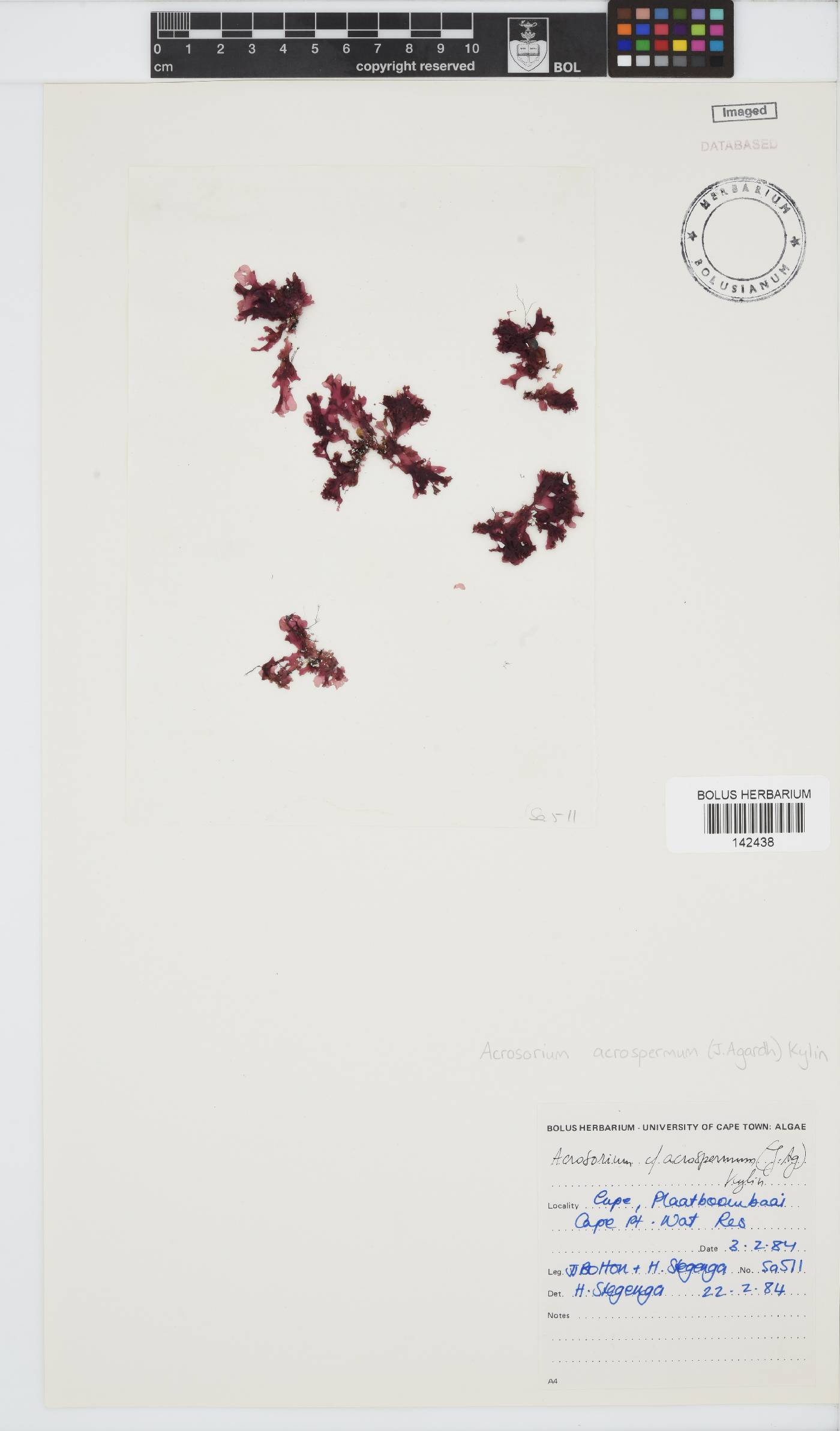 Acrosorium acrospermum image