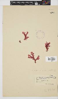 Acrosorium acrospermum image