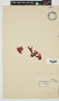 Acrosorium acrospermum image
