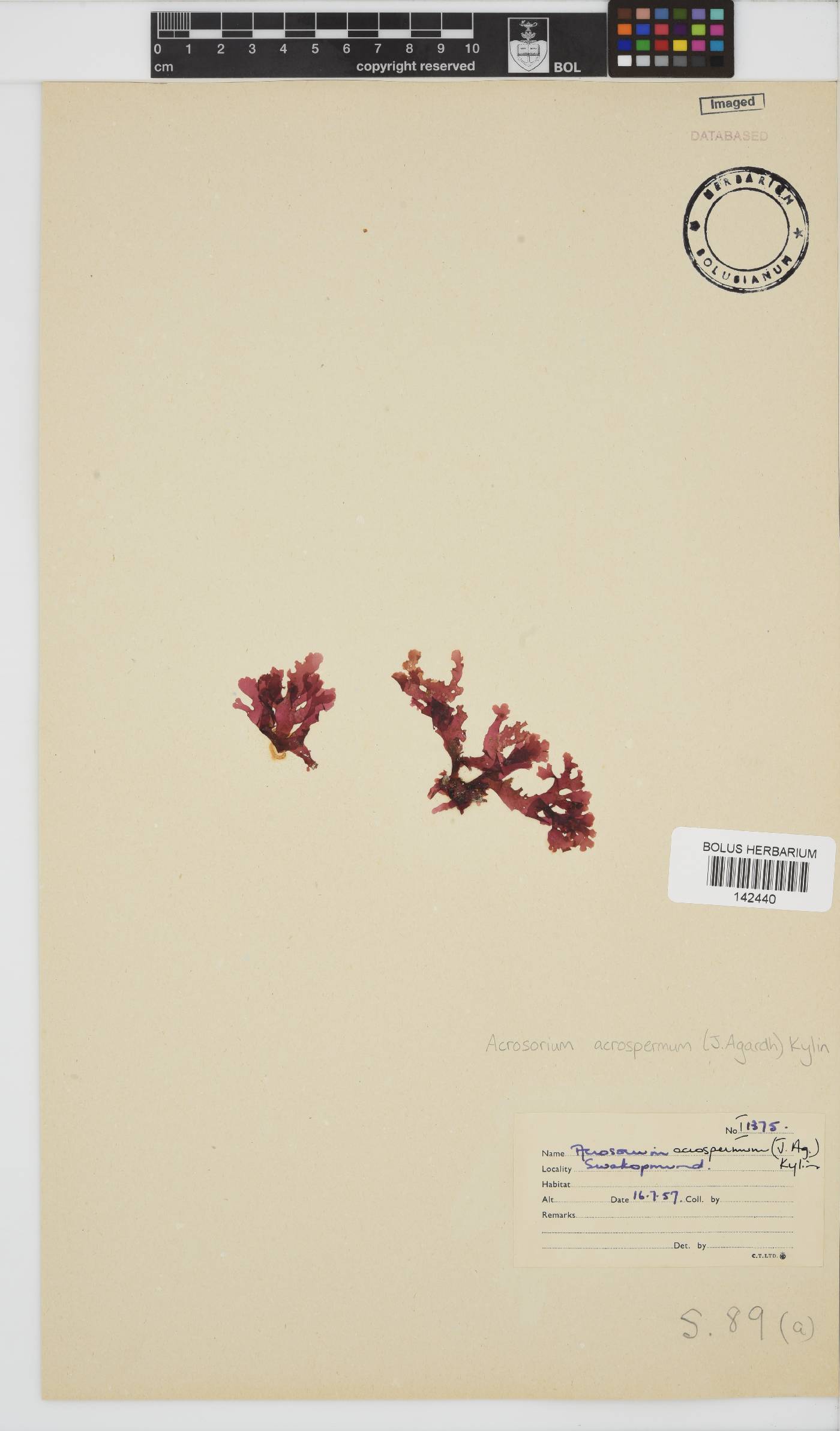 Acrosorium acrospermum image