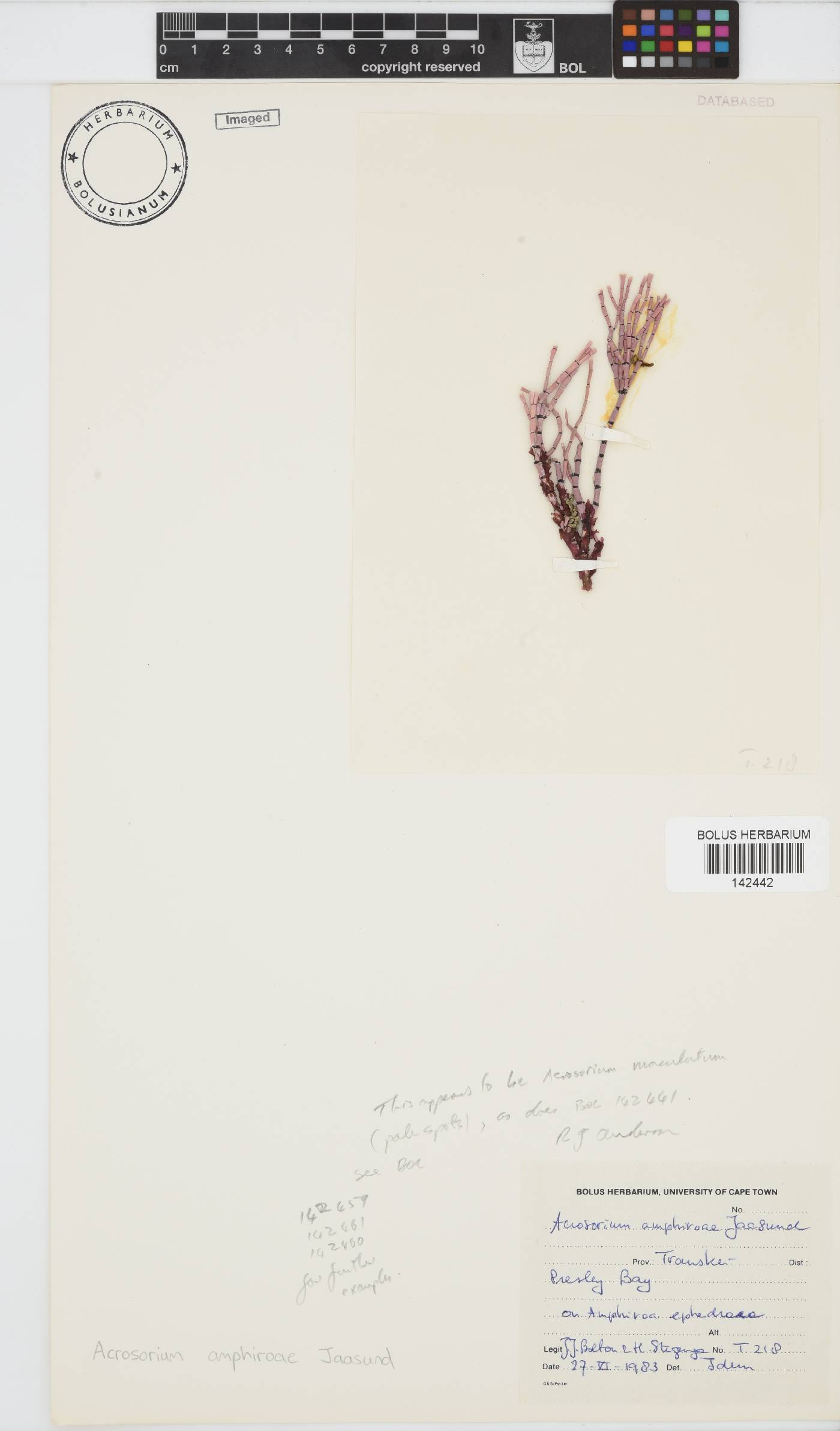 Acrosorium amphiroae image