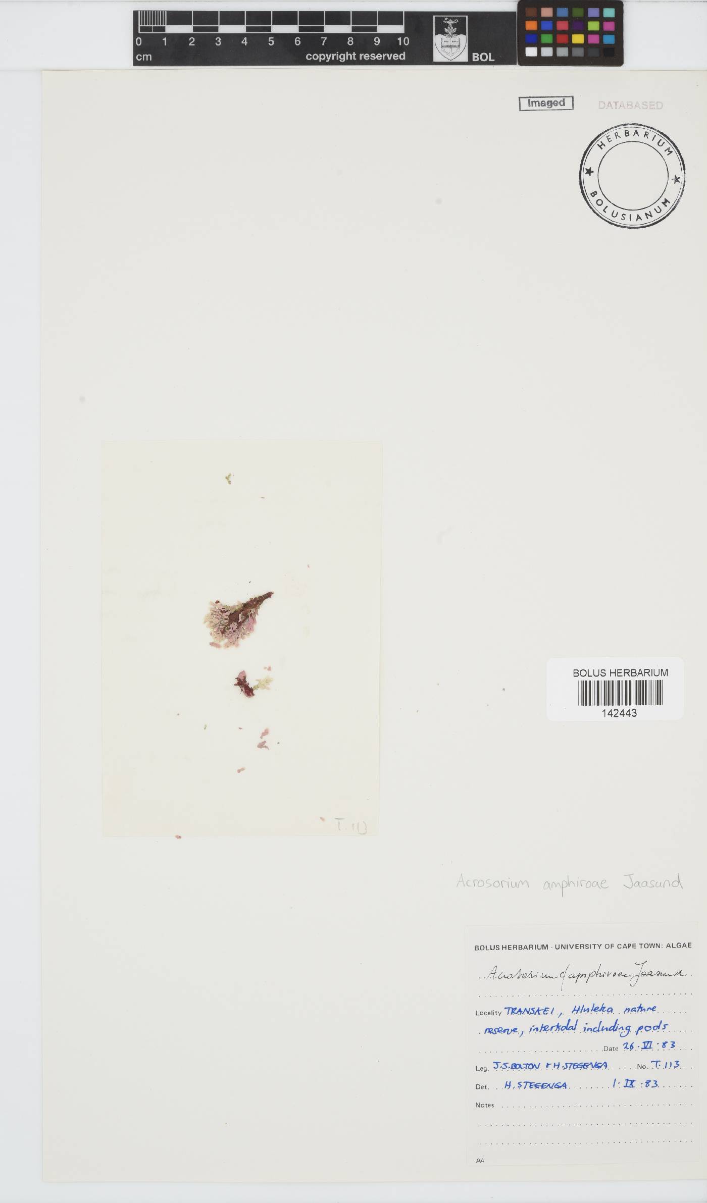 Acrosorium amphiroae image