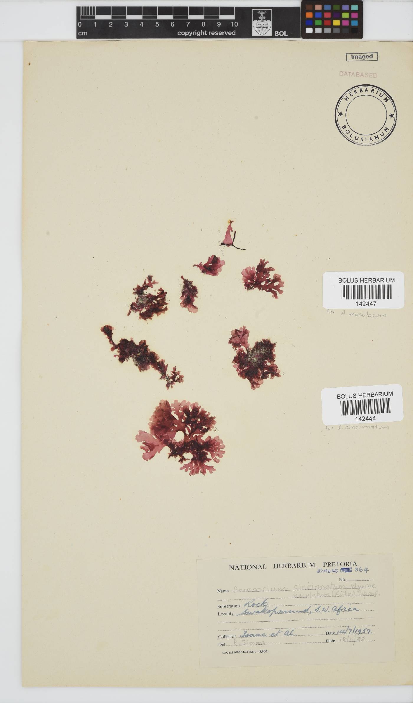 Acrosorium cincinnatum image