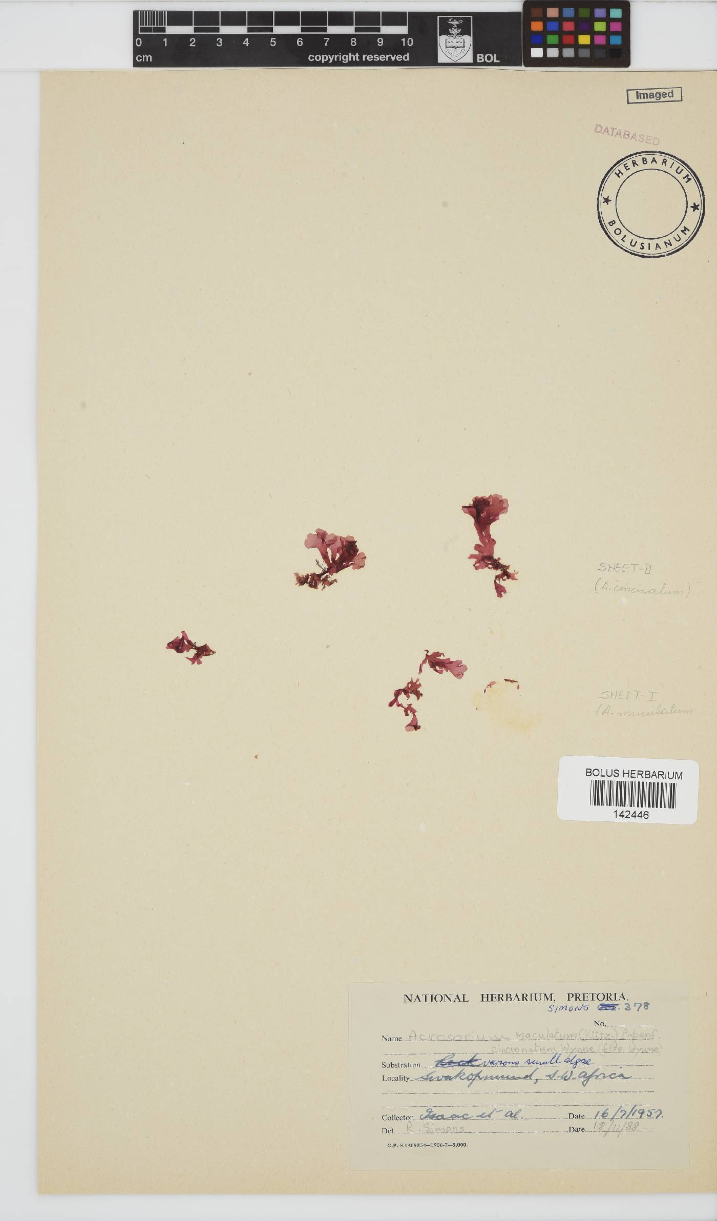 Acrosorium cincinnatum image