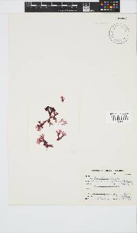 Acrosorium maculatum image