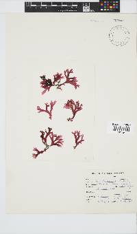 Acrosorium maculatum image