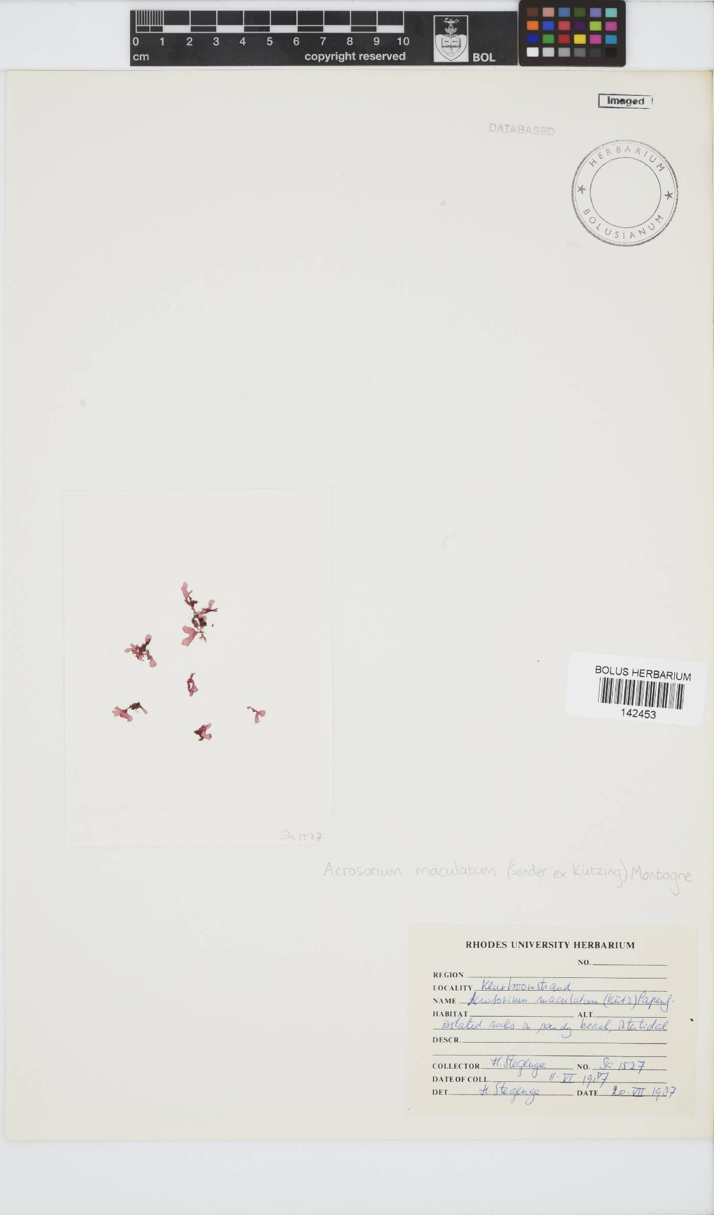 Acrosorium image