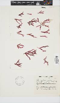 Acrosorium maculatum image