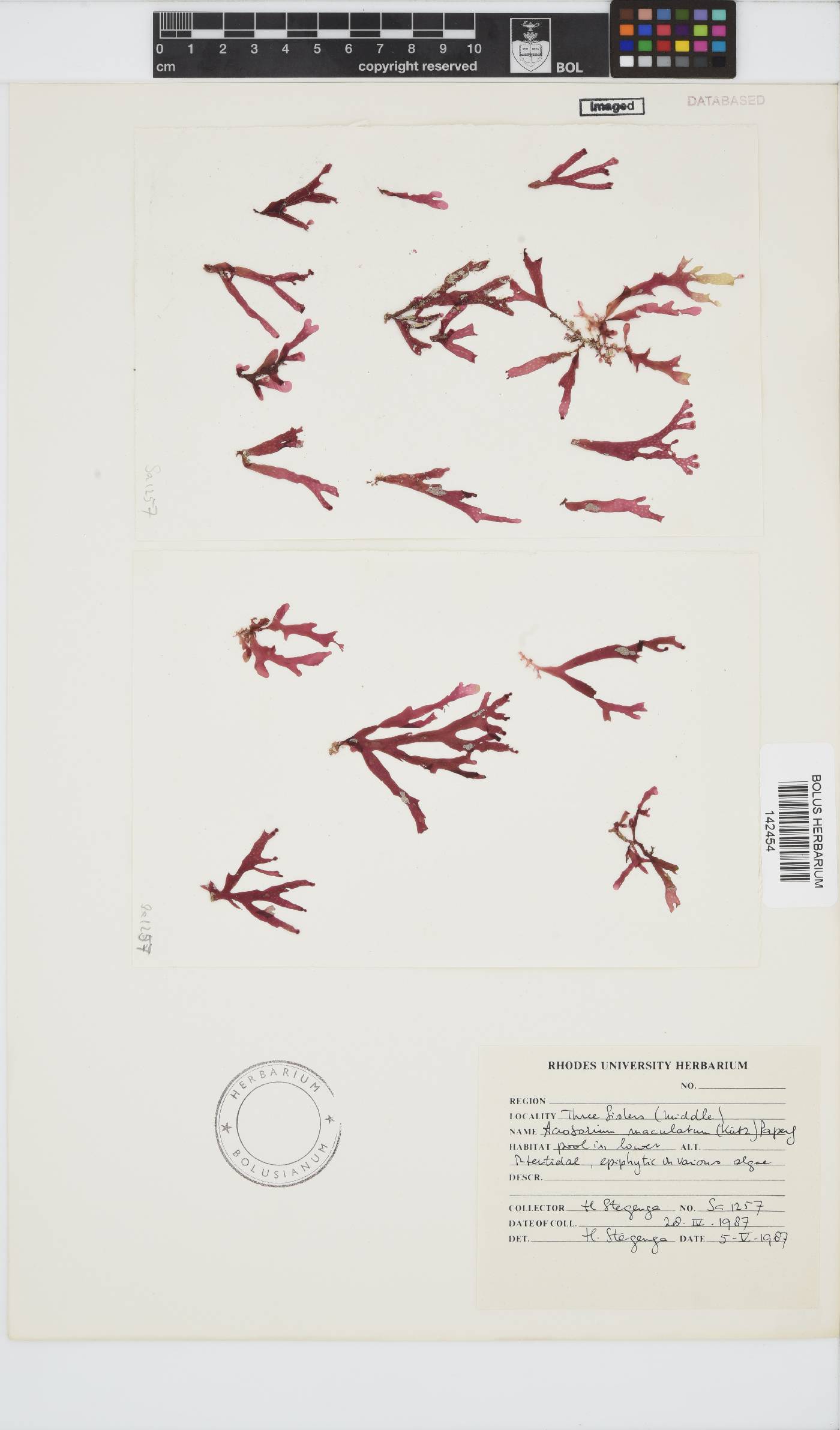 Acrosorium image