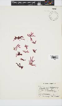 Acrosorium maculatum image