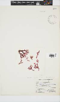 Acrosorium maculatum image