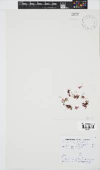 Acrosorium maculatum image