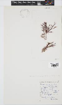Acrosorium maculatum image