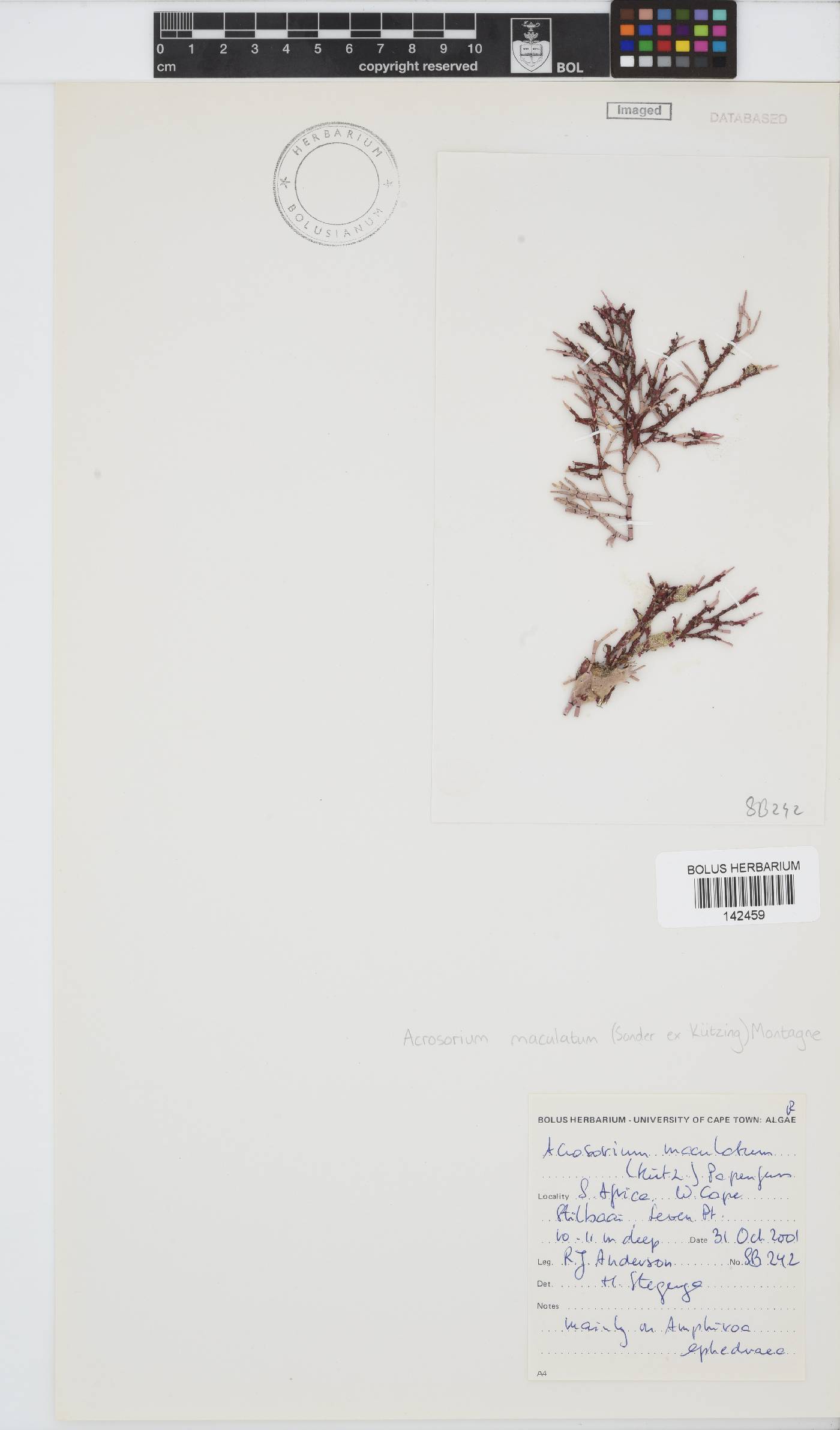 Acrosorium image