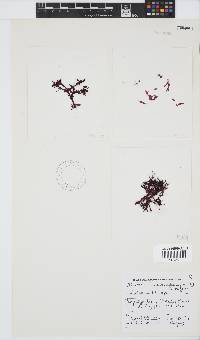 Acrosorium maculatum image