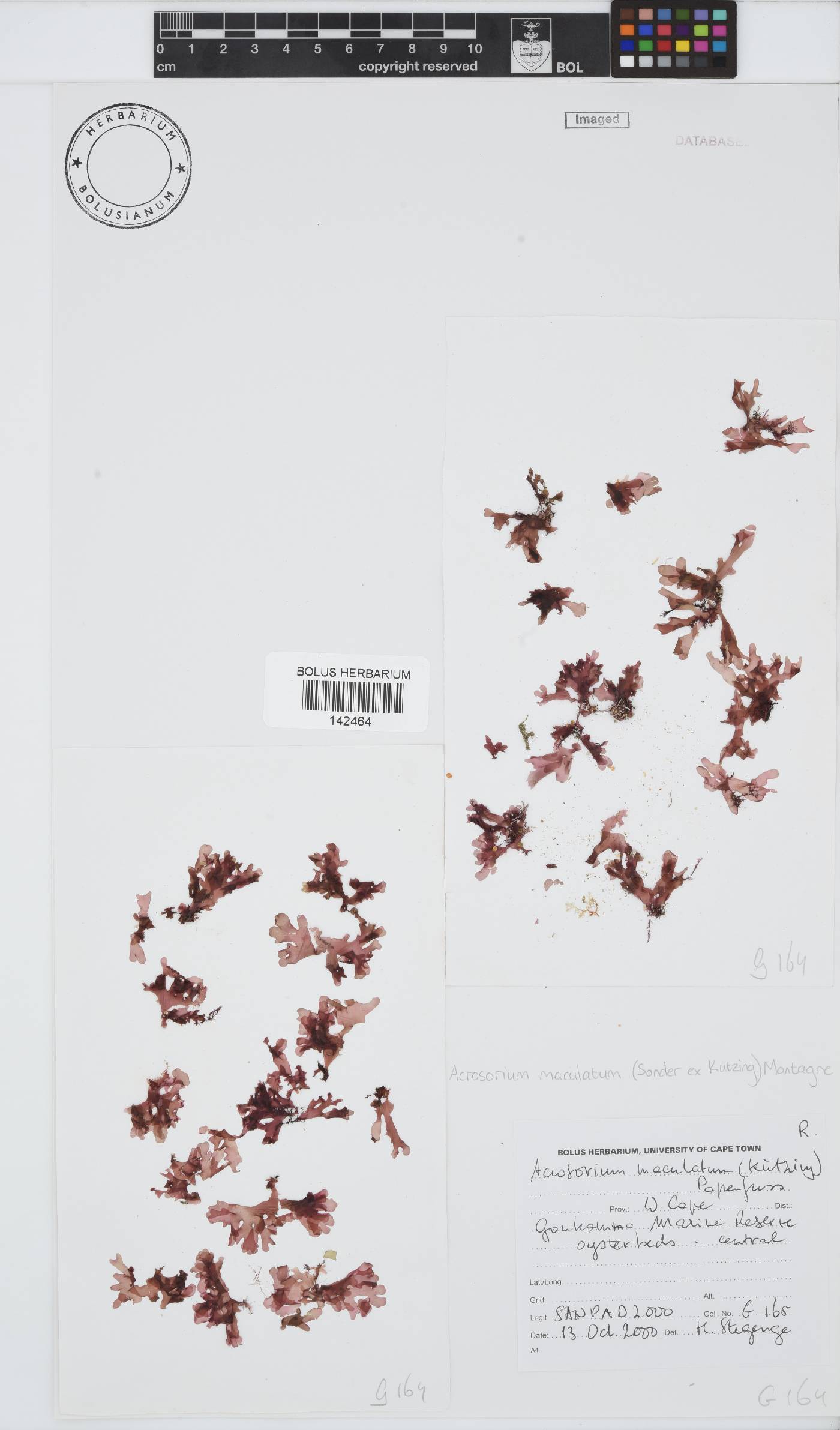 Acrosorium maculatum image