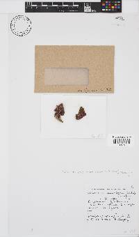 Acrosorium maculatum image