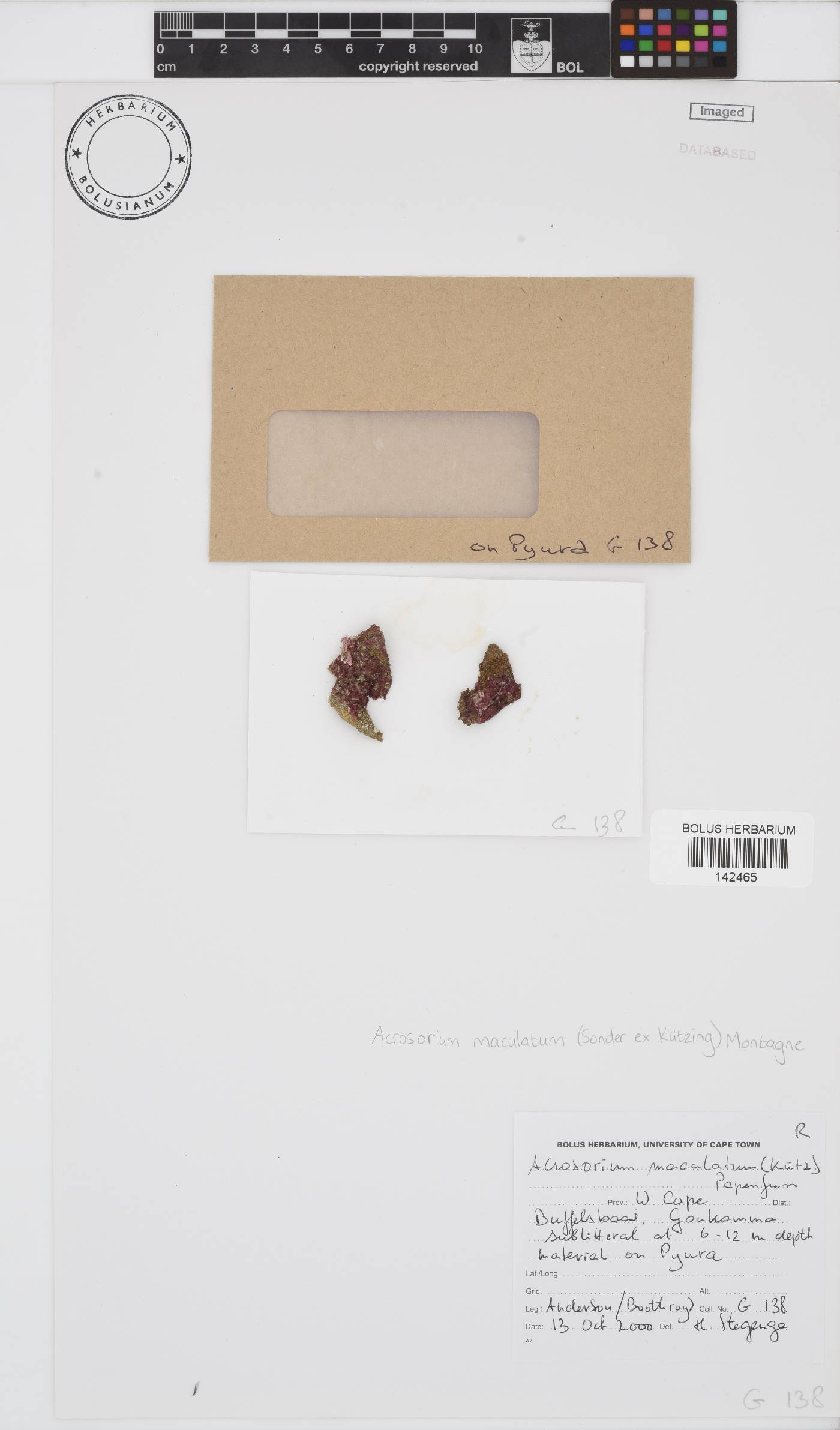 Acrosorium maculatum image