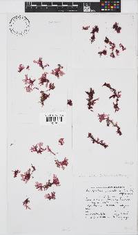 Acrosorium maculatum image