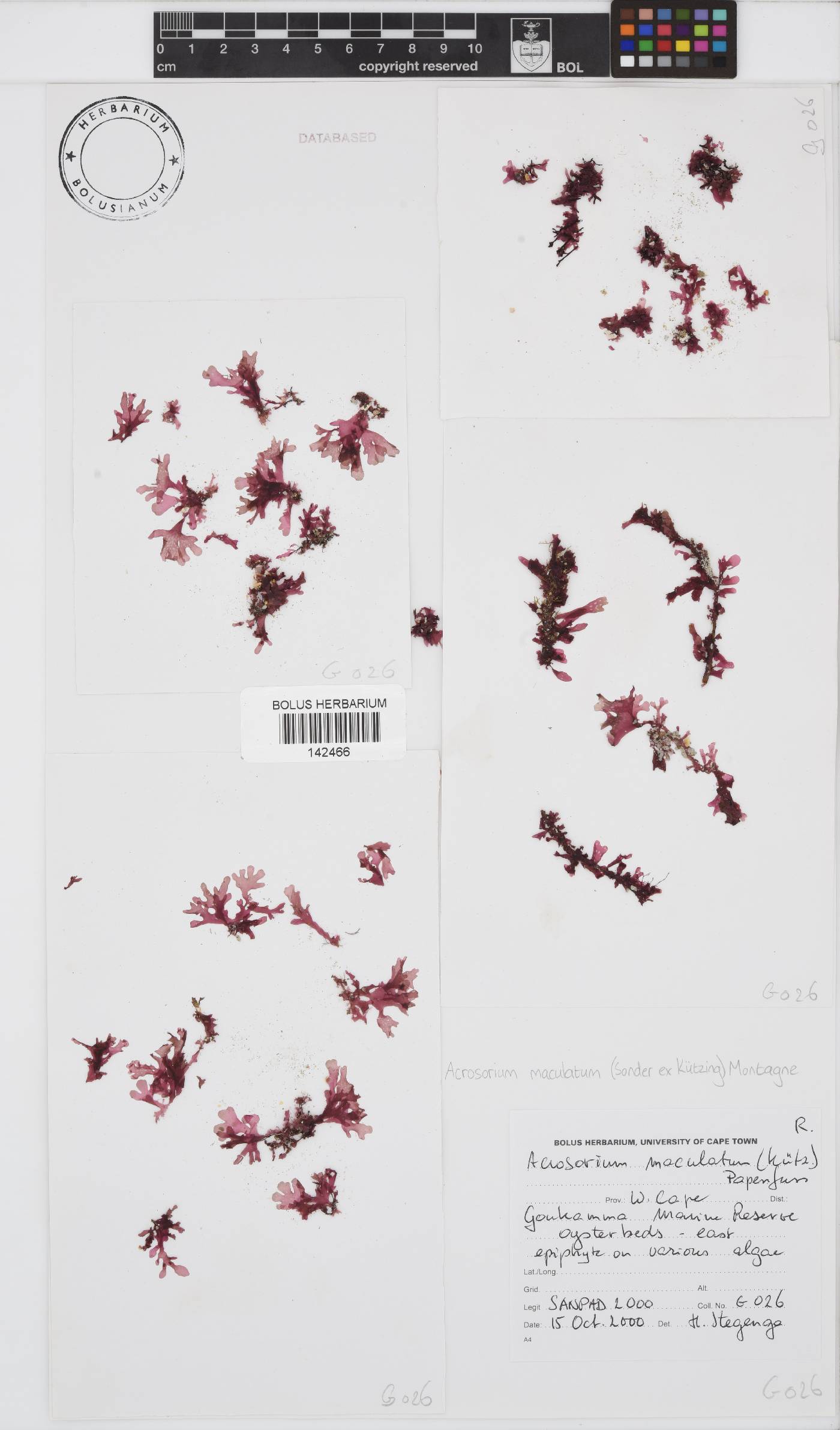 Acrosorium maculatum image