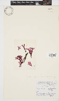 Acrosorium maculatum image