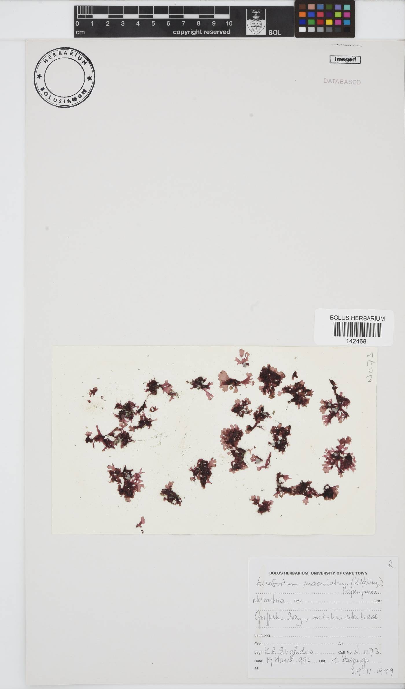 Acrosorium maculatum image