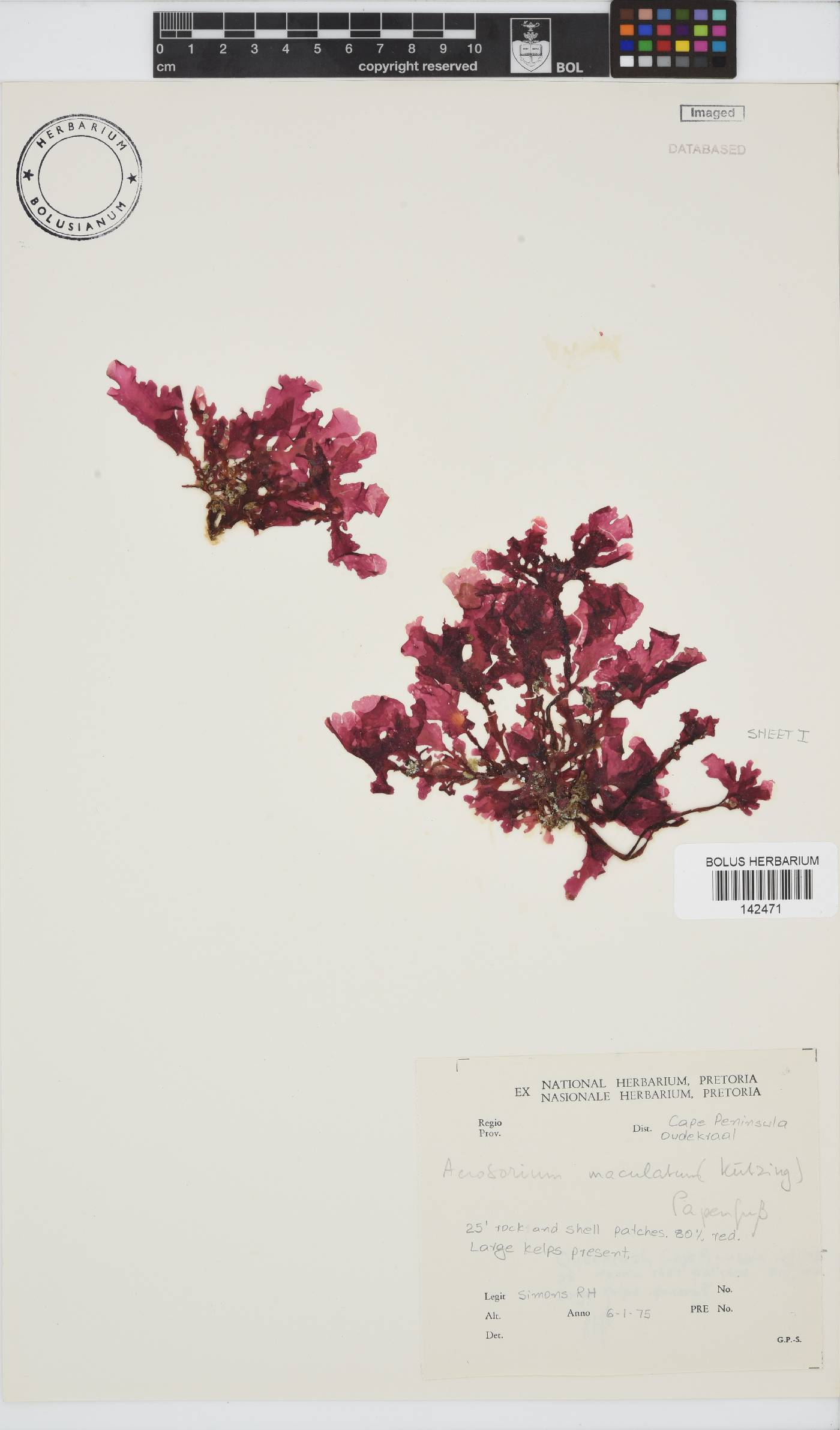 Acrosorium maculatum image