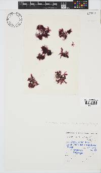 Acrosorium maculatum image