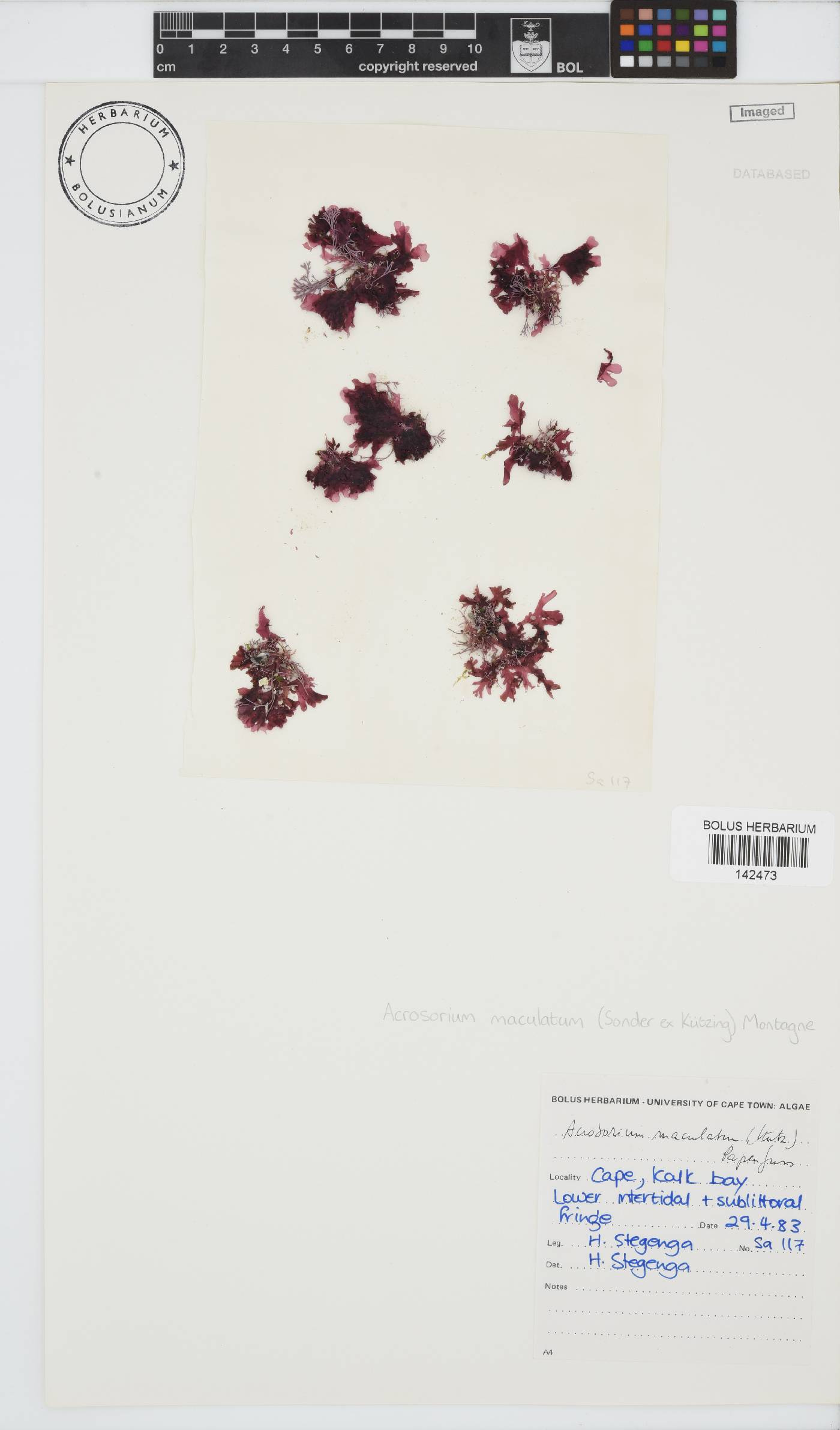 Acrosorium maculatum image