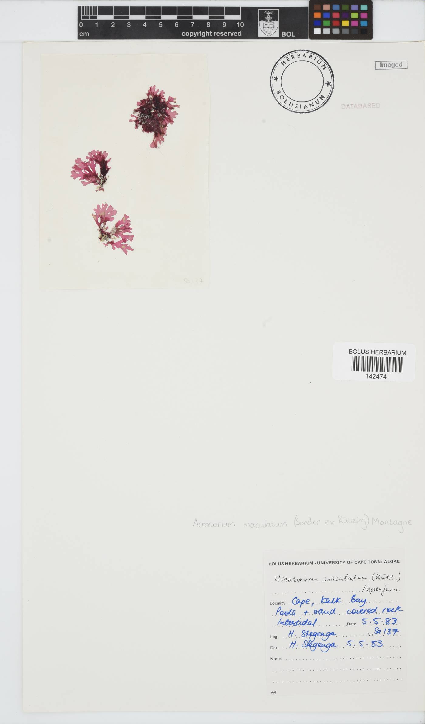 Acrosorium maculatum image