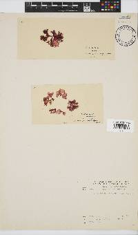 Acrosorium maculatum image