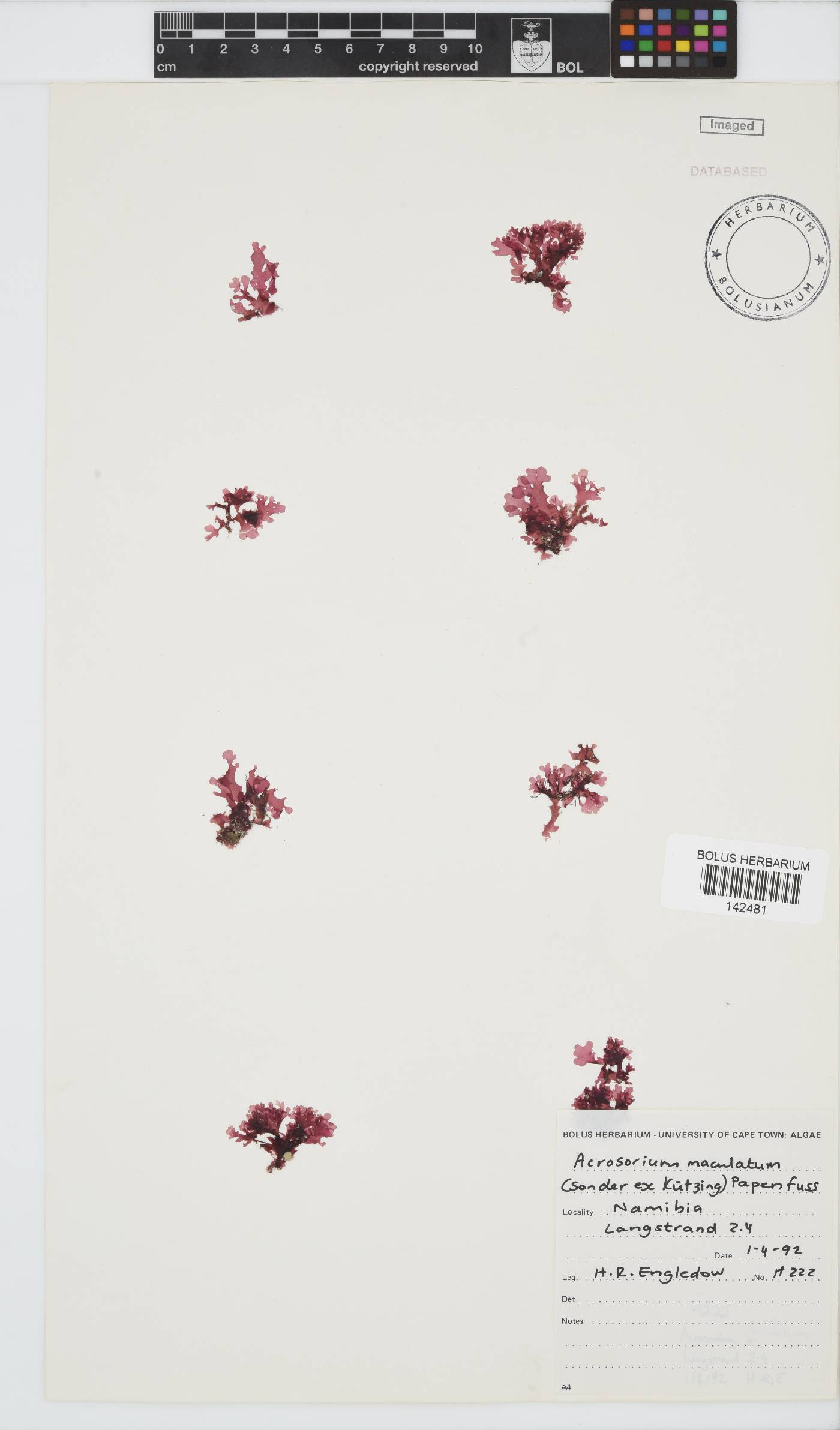 Acrosorium image
