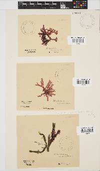 Acrosorium maculatum image