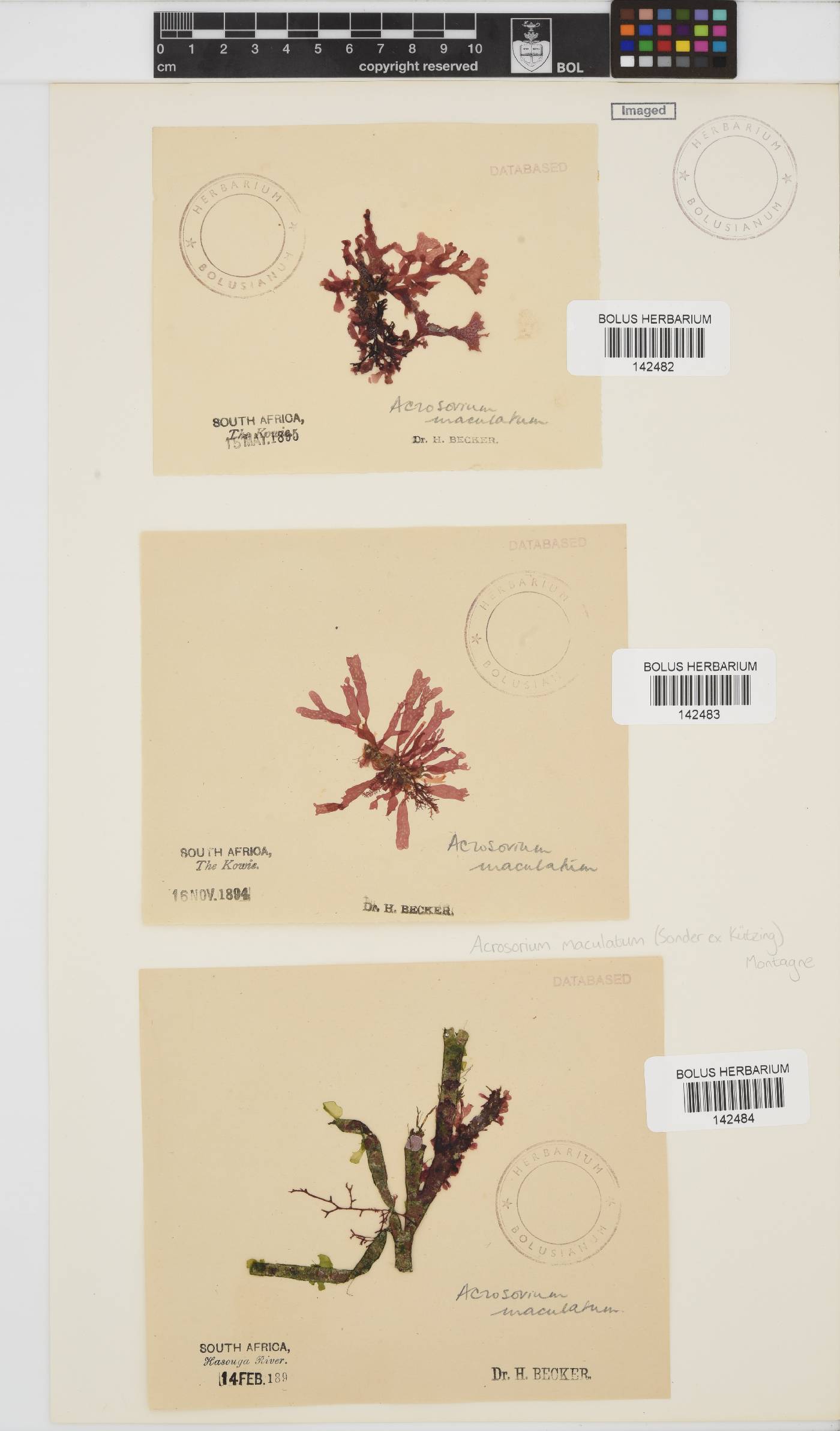Acrosorium image